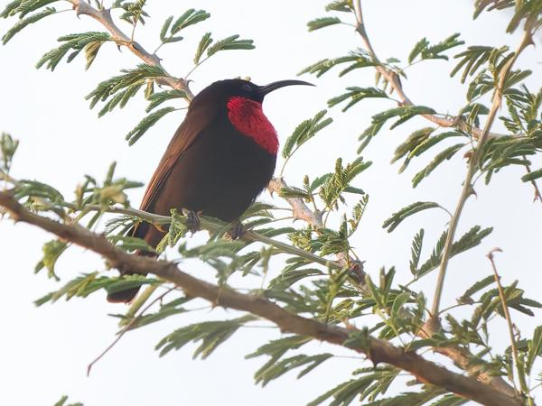 <h3><a href="/trips/tanzania/biota/animalia/chordata/aves/040 passeriformes/112 nectariniidae/chalcomitra senegalensis/chalcomitra senegalensis-nl.html">Chalcomitra&nbsp;senegalensis</a> / Scarlet‑chested&nbsp;sunbird / Roodborsthoningzuiger</h3>OM-1 Mark II met OLYMPUS M.150-400mm F4.5, 1/2000 sec  bij F5.0, ISO 10000, afstand 17.1&nbsp;m